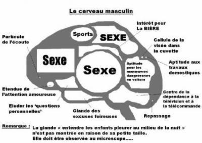       CERVEAU      MASCULIN